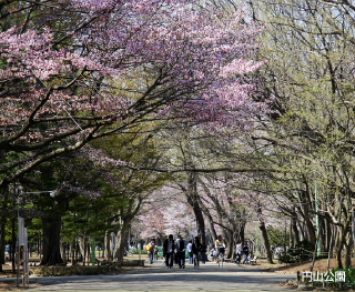 円山公園