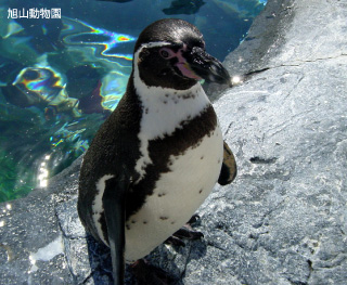 旭山動物園