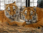 釧路市動物園