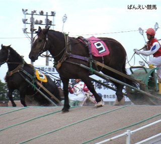 ばんえい競馬